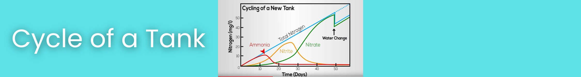 Image of the cycling of a tank with the rise and fall of each element until the tank is cycled